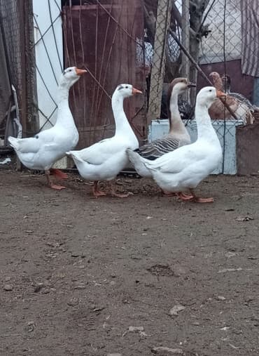 Аквариумы: Qazlar satılır – həm ətlik, həm də damazlıq məqsədlər üçün — 3