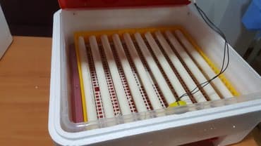 inkubator latok: İnkubator üçün Motorlu latoklar, əasən qaz və dəvəquşu üçün nəzərdə — 3