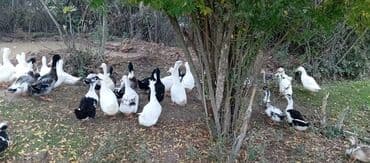 электрическая машинка для стрижки овец: Satılır kim istəsə zakaz edə bilər.Ünvan Biləsuvar — 9