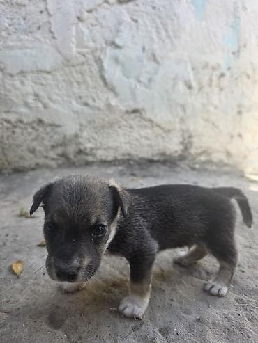 bala kirpi: 1 dene zvanok balası satılır erkeydi heyet itidi balaca qalır dik — 2