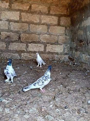 heyvan bazari: Salam. Hamısı tam sağlam heyvanlardır. Tutulma falan deyil. Hamısı — 8