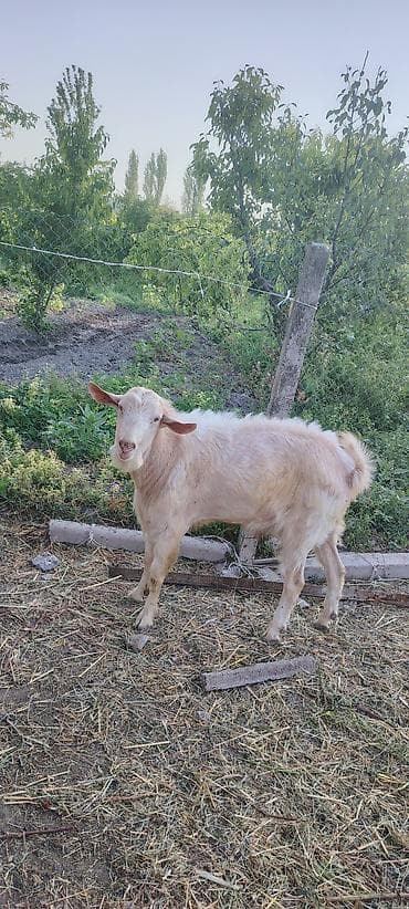 kecı: Ağsarılı-boz rəng çaları olan yerli keçi - Cins: yerli/qarışıq — 3