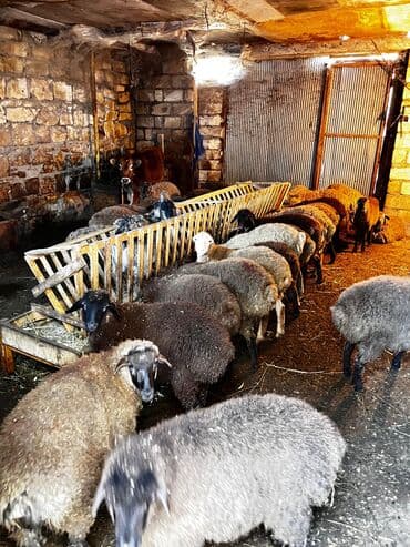 beyləqan sortu qoyun və quzuları: Erkək, il: 1, 45 kq, Ətlik, Ünvandan götürmə — 2