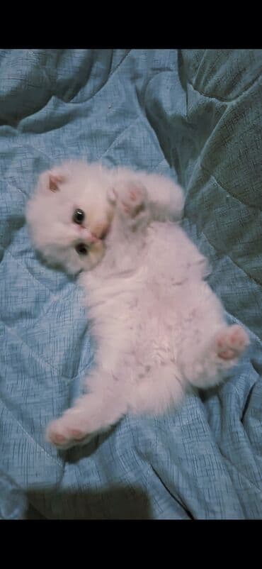 belçika çoban iti: Şinşilla, Dişi — 7