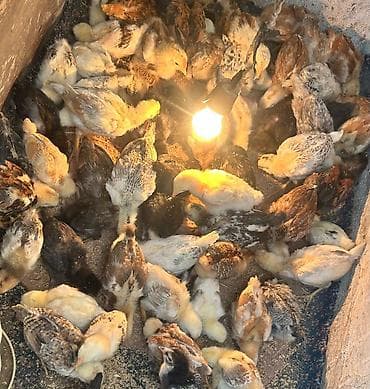 inkubator cucesi: Toyuq cücələri, Ətlik — 4