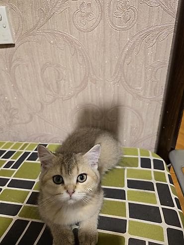 Животные: Британская, Самка — 3