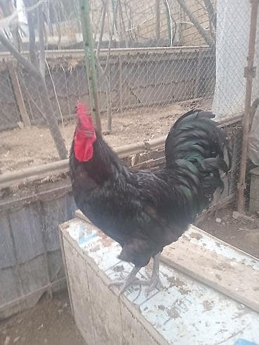 cutles: Avstrolorp toyugunun mayali yumurtasi satilir. - Növ: iri cüssəli — 3