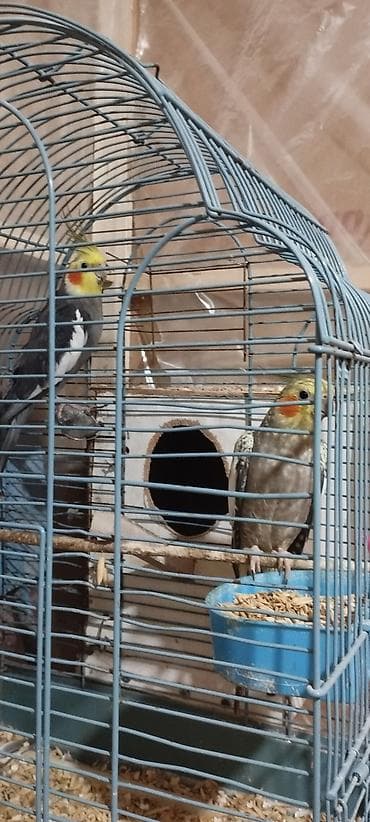 ucuz heyvanlar: HAZİR BALA VEREN CUTLERDİ - Növ: Nimfa (Cockatiel) cütü – biri boz/aq — 4