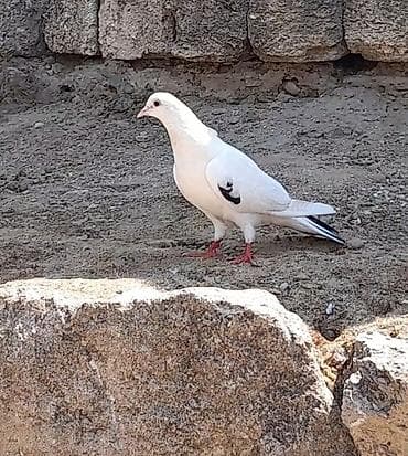 sevgi qusu: Tutulma orta qara quyrug erkey gedim gedimdedi unvan suraxani — 4