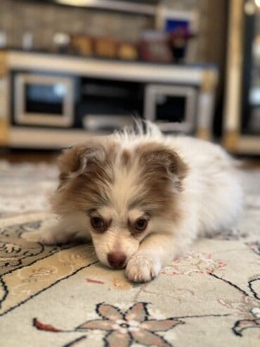 отдам в хорошие руки маленькую собачку: Шпиц, 4 месяца, Самец, С прививками, Самовывоз, Бесплатная доставка — 2
