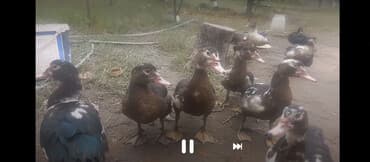 Muscovy ördəkləri (indo-ördəklər) - Rənglər: qara, qəhvəyi və ağ