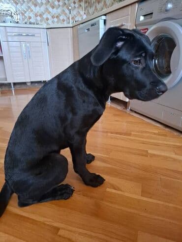 it bazari 2019: Kane-Korso, 4 ay, Dişi — 3