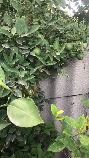 adam agaci: Məhsul: Limon ağacı (meyvəli) AÇIQ ŞƏRAİTƏ ÖYRƏŞİB TƏMİZ ORDUBAD — 3