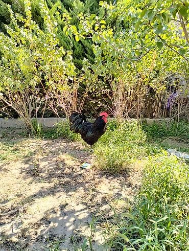 australorp: Qara rəngli Avstralorp xoruzu - Növ: ev şəraitində saxlanılan kənd — 1