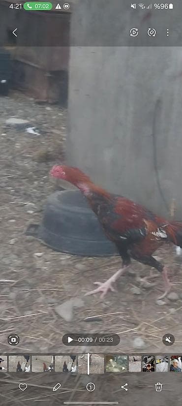 Məhsul: Cücərti xoruz (uzunayaqlı, bərk bədənli) Təsvir: - Rəng