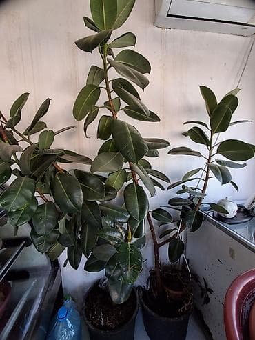 adəm ağacı: Fikus elastika (rezin ağacı) – iri dekorativ otaq bitkisi - Növ — 1