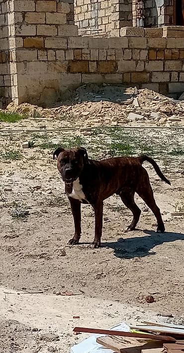 ucuz itler: Pitbul, 2 il, Erkek — 2