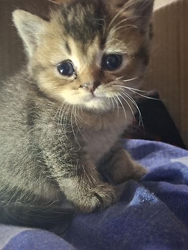 Şinşilla, Dişi, Yaxşı əllərə lalafo.az -da Şinşilla, Dişi, Yaxşı əllərə