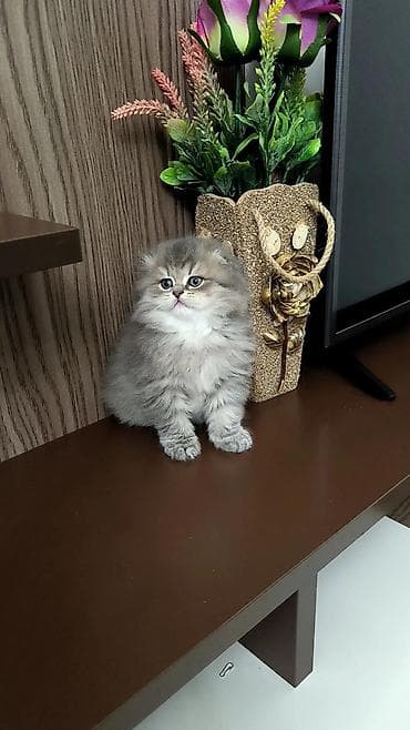 lalafo pişik: Şotland yastı qulaq — 5
