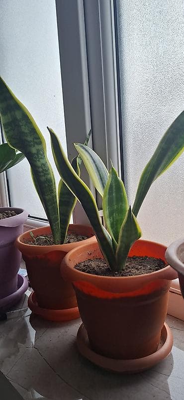 leon sekli: Sansevieria “Laurentii” (ilan bitkisi) – saksıda - Yarpaqlar — 2