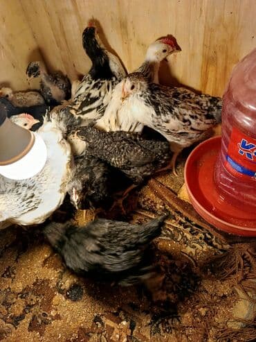 yerli cins inekler: Toyuq cücələri, Ətlik, Ünvandan götürmə — 4