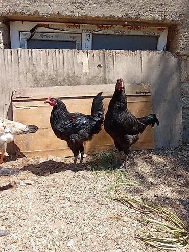 heyvanlar quba: Xoruz, il: <1, Ünvandan götürmə — 1