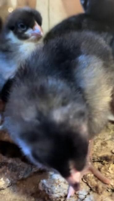 Keçilər, çəpişlər: Toyuq cücələri, Ətlik — 3