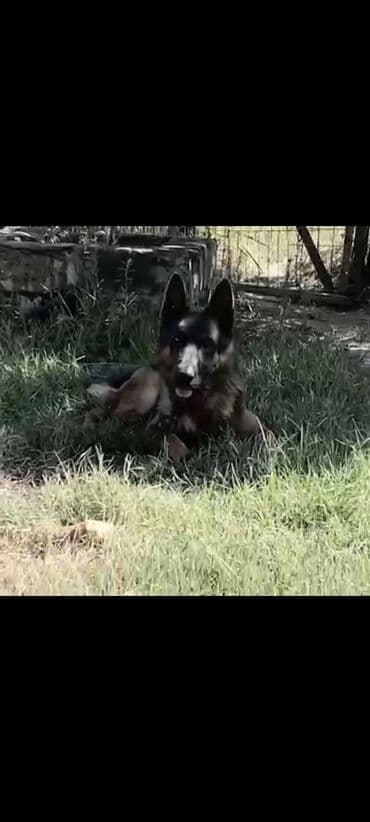 pitbull tap az: Немецкая овчарка, Самец, Самовывоз — 4