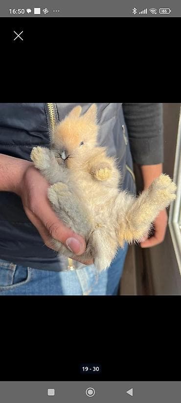 pitbul balaları: 🐰Dekorativ Lionhead bala dovsanlar 1 ayliq saglam, aktiv ve cox sirin — 8