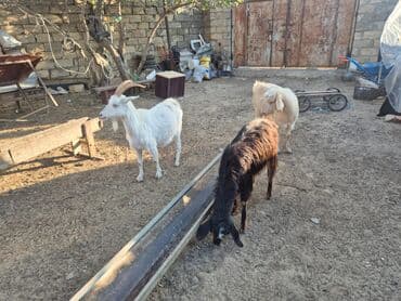 heyvanlar keci: Satılır: 3 baş keçi - Növ: yerli keçi - Rənglər: ağ buynuzlu, açıq — 2