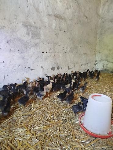 tap az goyercinler: 25 günlük Seçmə kənd cücələri satılır, tam sağlam, superaktiv — 5