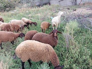 at satiwi: Dişi, Qala, il: 1, 50 kq, Damazlıq — 2