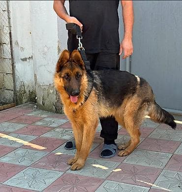 it cinsi: Alman çoban iti, 11 ay, Erkek, Peyvəndli, Ödənişli çatdırılma — 2