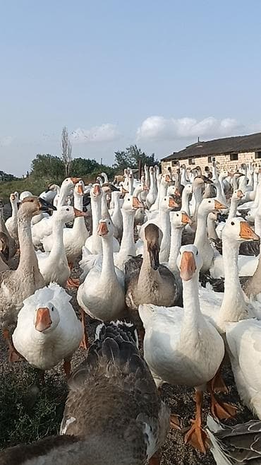 xaski balalari satilir: Salam . 1illik linda kuban qaz surusu satılır 400ədəd qazdı tam — 5