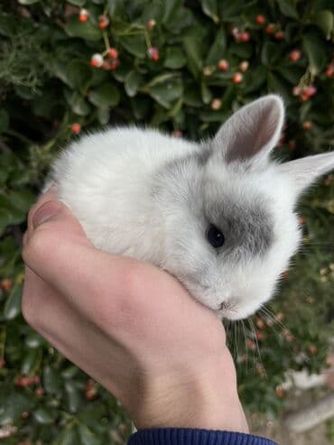 dovwan: Salam🖐🏻. 🎁 Ad günlerinde bayram ve xüsusi günlerde Hediyye seçiminde — 5