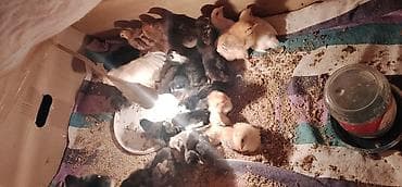 Salam Əmircanda 15-20gunluk cuceler satilir 2manatdan isdiyen asaqida