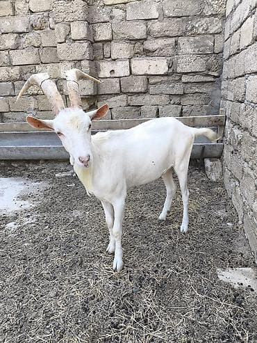 keci: Təmiz orginal Sani təkəsidi 1 yaşı var 6 litir süd verən keçin — 2