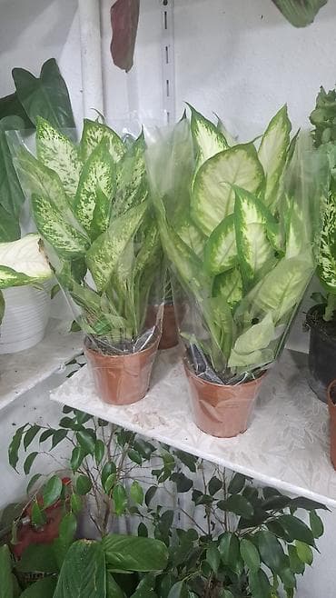 Qapalı məkan üçün saksı bitkiləri kolleksiyası - Dieffenbachia lalafo.az -da Qapalı məkan üçün saksı bitkiləri kolleksiyası - Dieffenbachia