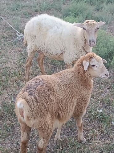 quzu şəkilləri: Erkək, il: 2, Ətlik, Ünvandan götürmə — 2