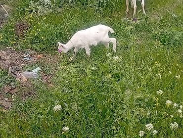 dişi: 20 baş çəpişdi erkekli dişili çoxunun burda. Şəkili yoxdu — 9
