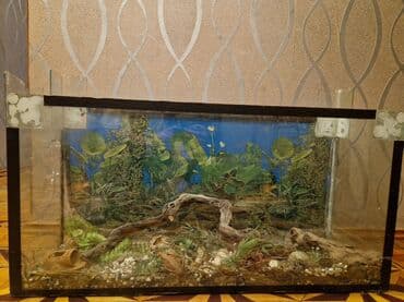 canlı yem: Şüşə terrarium/akvarium - Material: qalın şüşə, metal/plastik künc — 6