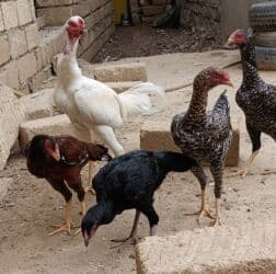 Heyratı ag xoruzdan olan mayalı yumurtaları satılır atası pileymutdi lalafo.az -da Heyratı ag xoruzdan olan mayalı yumurtaları satılır atası pileymutdi