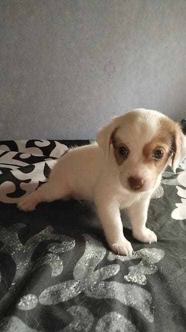 heyvan bazari: Çixuahua, 1 ay — 3