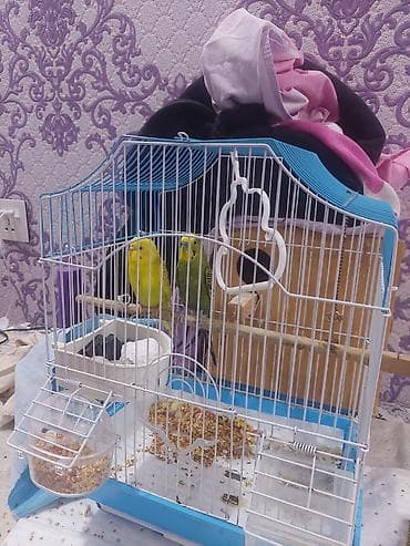 pişik ucuz: Salamlar hərkəsə altinda 8 dənə yumurta var,dişi bütün günü yuvada — 3