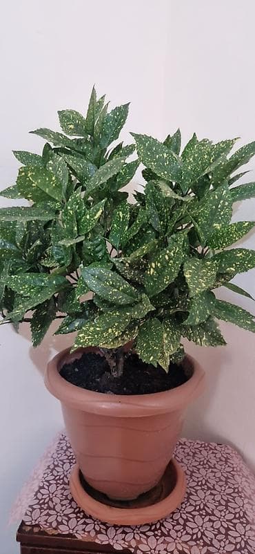 kalanxoye bitkisi: Aucuba japonica “Gold Dust” (Qızıl ləkəli aucuba) – dekorativ ev — 2