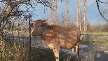 Gəmiricilər: 4 ci qarın 5 aylıq bogazdı alı azrda sağlır bir öne teze doğda 10 — 3