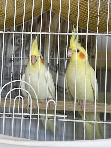 avcarka type 1: Temiz korela quslari 3 ayliqdirlar 1 disi 2 erkek tam ele oredmek — 3