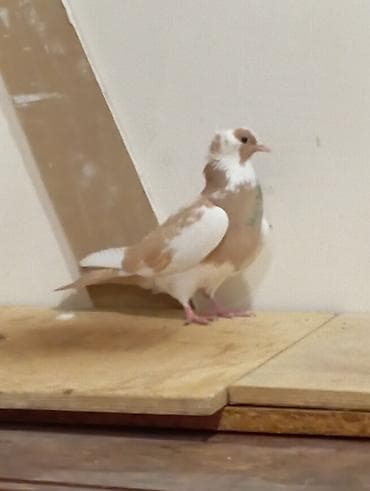 goyercin bazari: Sarı Nişan Maya 12 Tük Tutulma — 1