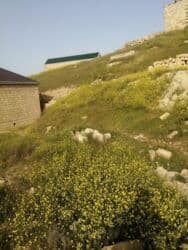 Qarajlar: 2 sot, Kənd təsərrüfatı, Mülkiyyətçi, Bələdiyyə — 2