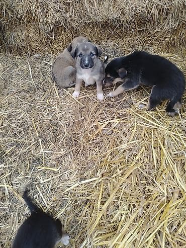 sərab çoban iti: 1 ay, Ünvandan götürmə — 2